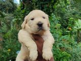 Golden Retriever Puppy