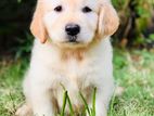 Golden Retriever Puppies