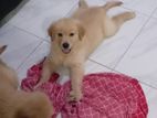 Golden Retriever Puppy