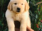 Golden Retriever Puppy