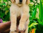 Golden Retriever Puppy