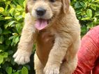 Golden Retriever Puppy