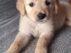 Golden Retriever Puppy