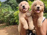 Golden Retriever Puppy