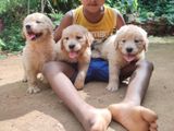 Golden Retriever Puppy