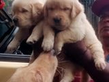 Golden Retriever Puppies