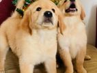 Golden Retriever Puppies