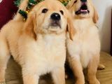 Golden Retriever Puppies