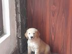 Golden Retriever Puppy