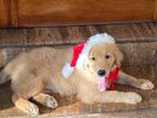 Golden Retriever Puppy