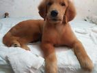 Golden Retriever Puppy