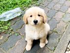 Golden Retriever Puppy