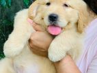 Golden Retriever Puppy