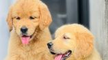 Golden Retriever Puppies