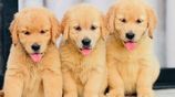 Golden Retriever Puppies