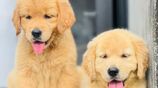 Golden Retriever Puppies