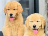 Golden Retriever Puppies