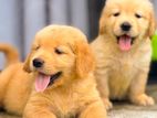 Golden Retriever Puppy