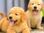 Golden Retriever Puppy