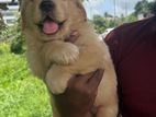 Golden Retriever Puppy