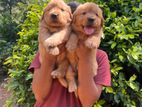 Golden Retriever Puppy