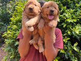 Golden Retriever Puppy