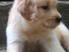 Golden Retriever Puppies