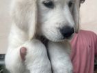 English Cream Golden Retriever Puppy
