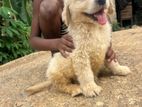 Golden Retriever Puppy