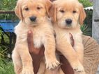 Golden Retriever Puppy