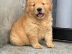 Golden Retriever Puppy