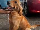 Golden Retriever Puppy