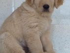Golden Retriever Puppy