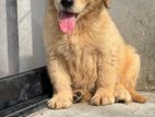 golden retriever puppy