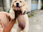 golden retriever puppy