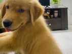Golden retriever puppy