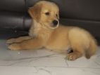 Golden Retriever Puppy