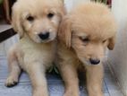 Golden Retriever Puppy