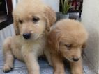 Golden Retriever puppy
