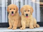 Golden Retriever Puppy