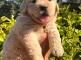 Golden Retriever Puppy