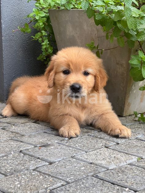 Rit Rever Golden Retriever Puppy for Sale in Godagama | ikman