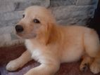 Golden Retriever Puppy