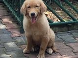 Golden Retriever Puppy