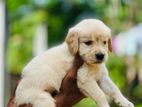 Golden Retriever Puppy