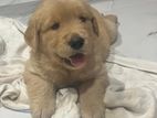 Golden Retriever Puppy