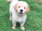 Golden Retriever Puppy for Sale