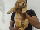Golden Retriever Puppy