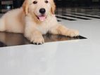 Golden Retriever Puppy