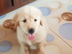 Golden Retriever Puppy